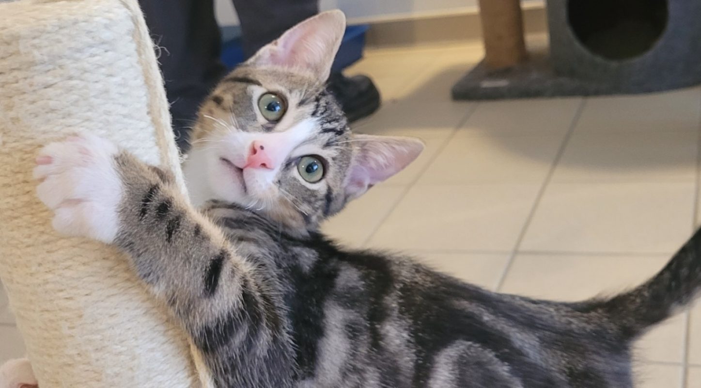 Krusty - Chat Européen à adopter - photo 2