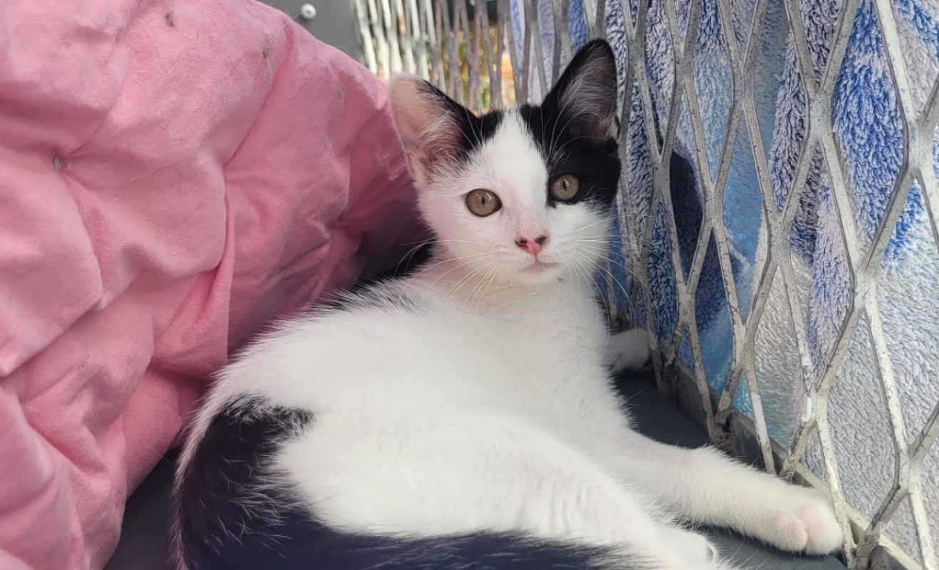 Gigote - Chat Européen à adopter