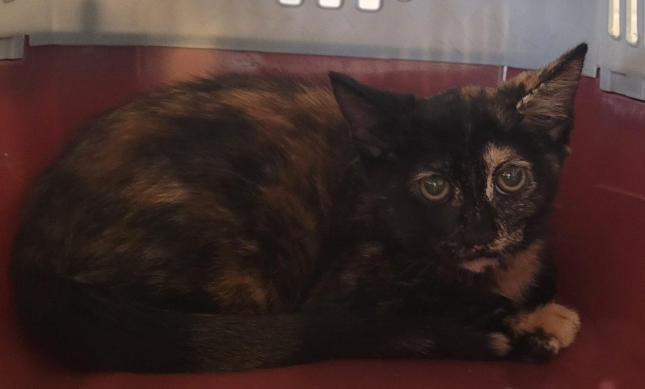Olina - Chat Européen à adopter