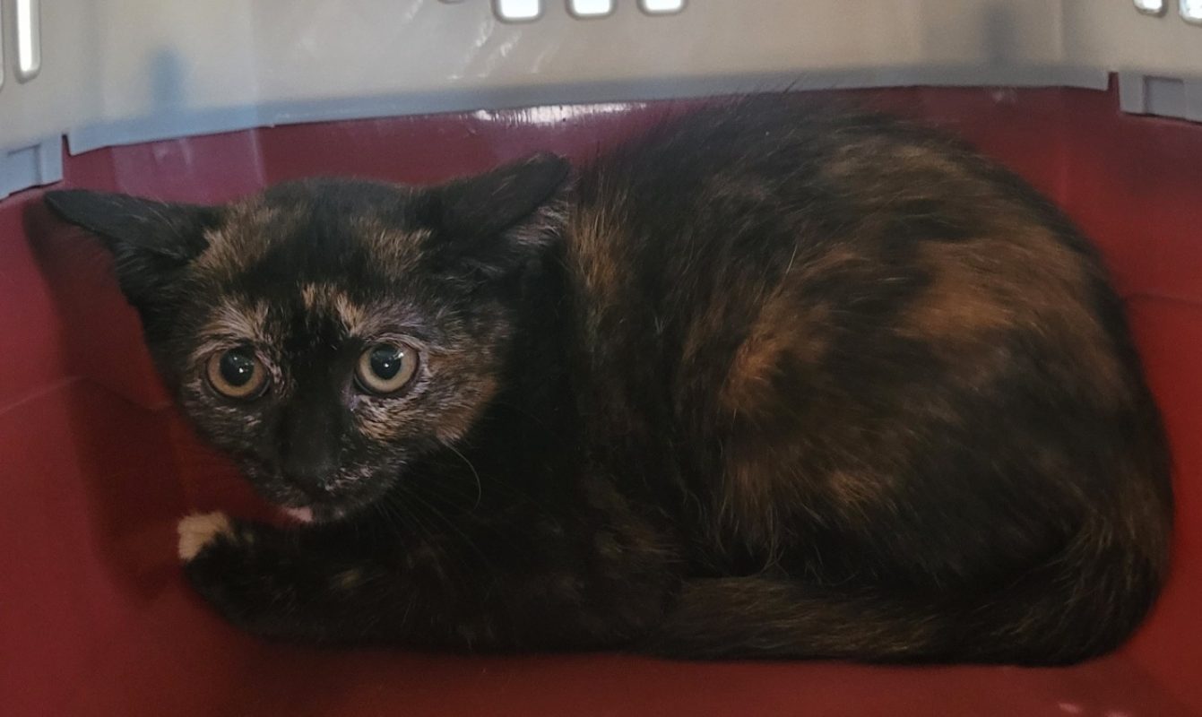 Ortense - Chat Européen à adopter