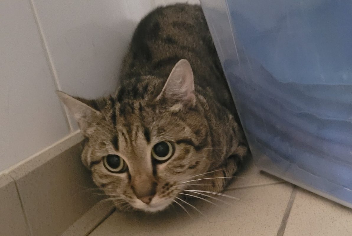 Wookie - Chat Européen à adopter