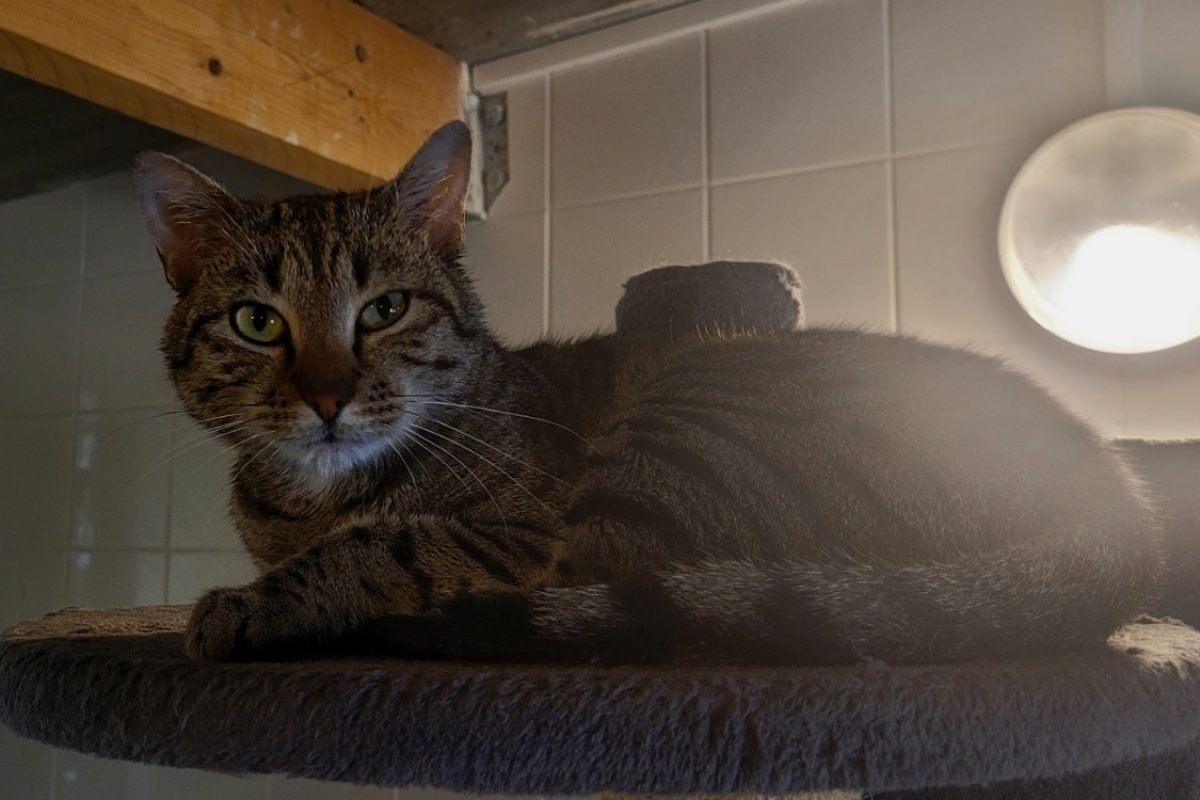Wookie - Chat Européen à adopter