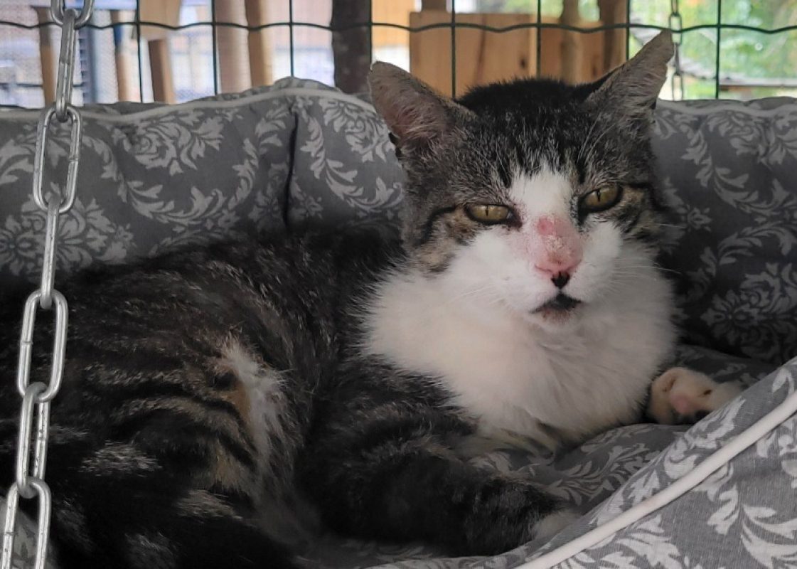 Usko - Chat Européen à adopter