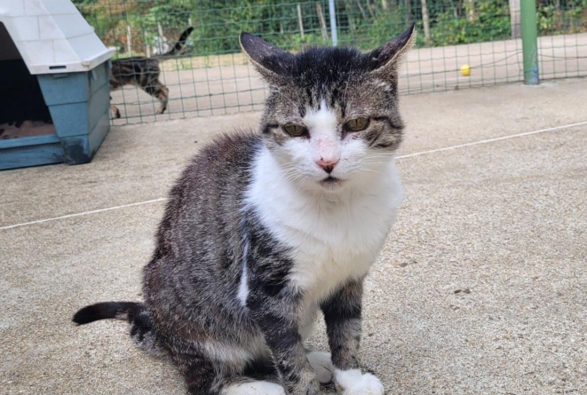 Usko - Chat Européen à adopter - photo 2