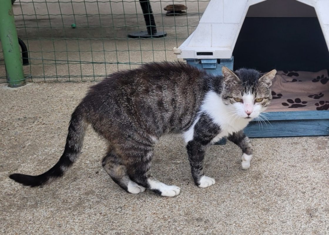 Usko - Chat Européen à adopter - photo 3