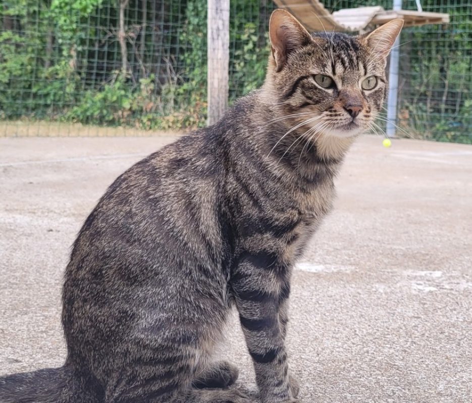 Ulann - Chat Européen à adopter
