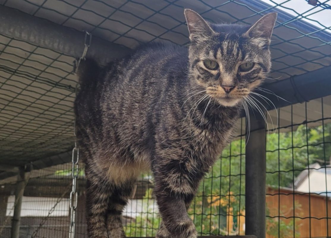 Xandus - Chat Européen à adopter