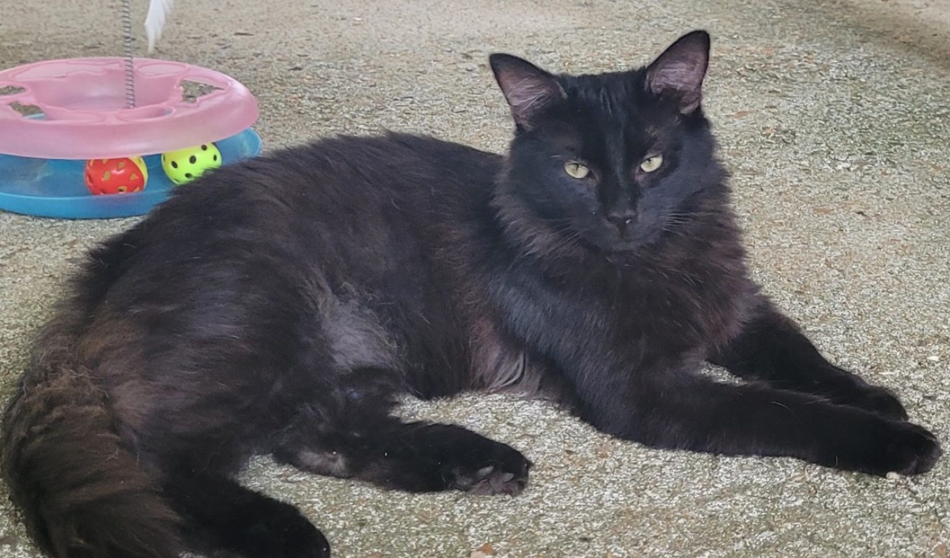 Manolo - Chat Européen à adopter