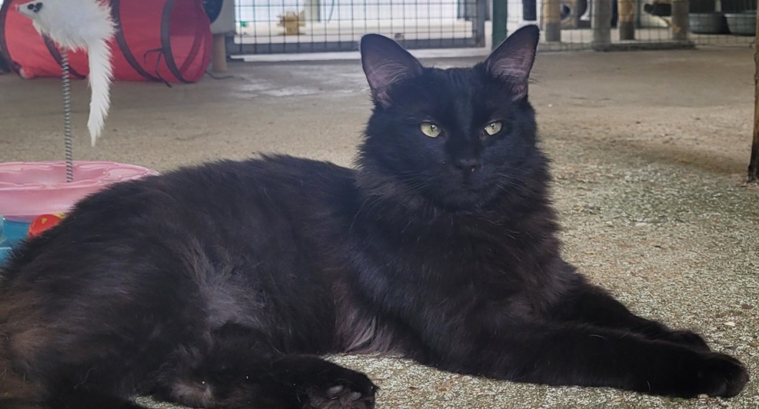 Manolo - Chat Européen à adopter - photo 2
