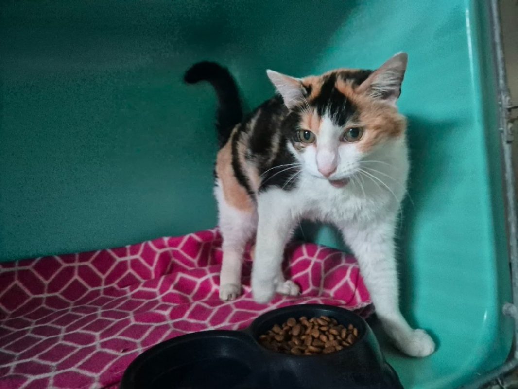 Rose - Chat Européen à adopter
