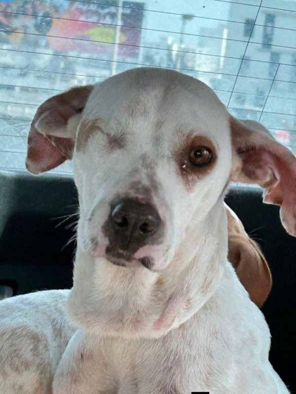 JADE - Chien à adopter