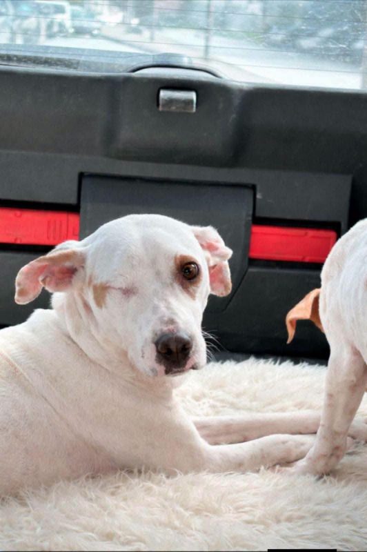 JADE - Chien à adopter - photo 4