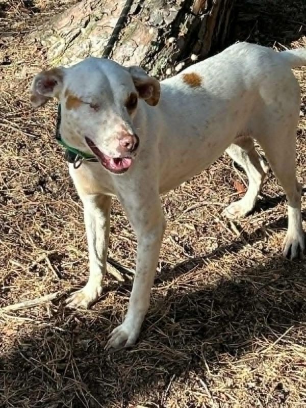 JADE - Chien à adopter - photo 6
