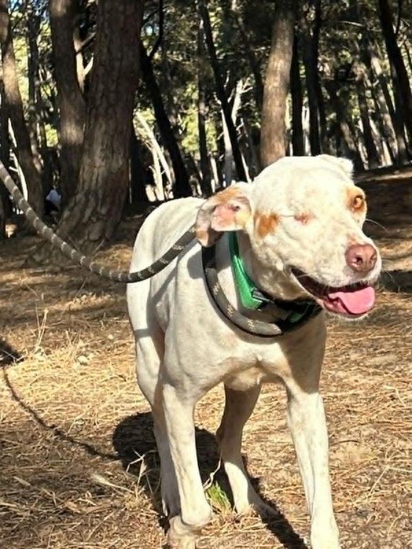 JADE - Chien à adopter - photo 3
