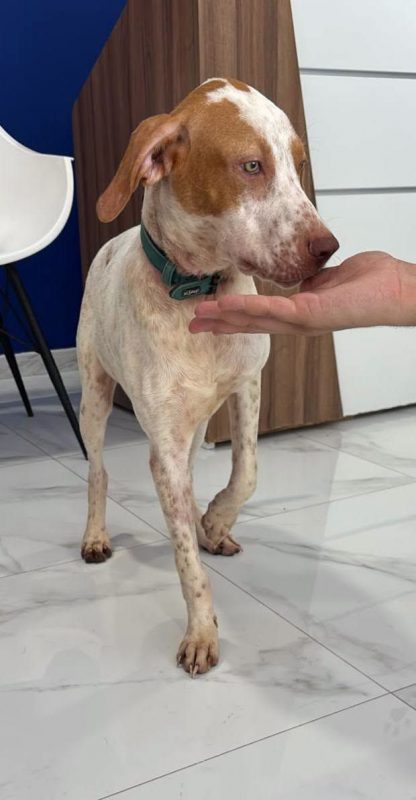 HUGO - Chien à adopter - photo 3