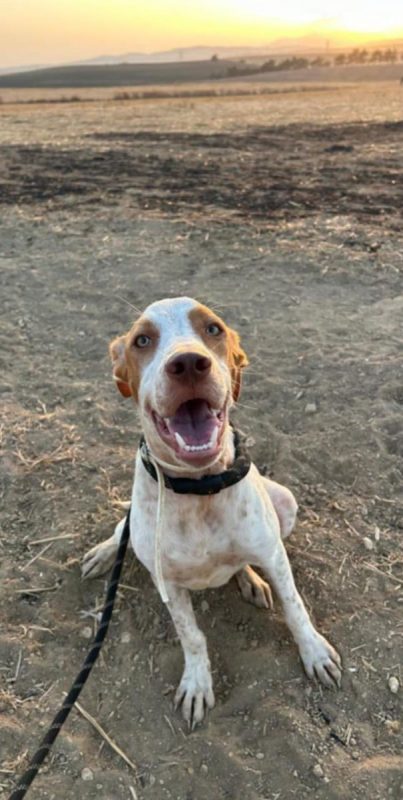 HUGO - Chien à adopter - photo 8