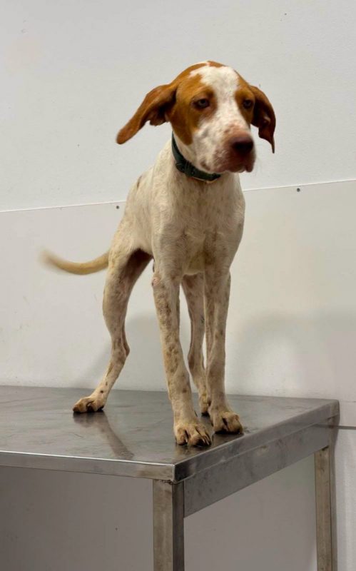 HUGO - Chien à adopter - photo 6