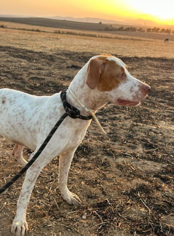HUGO - Chien à adopter