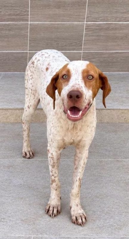 HUGO - Chien à adopter - photo 7