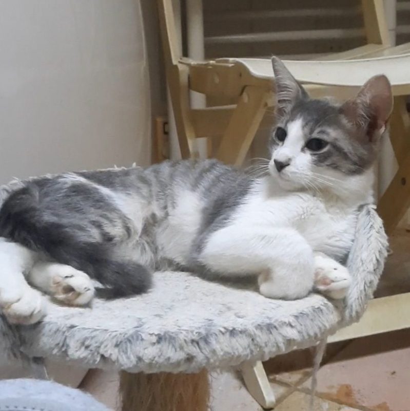 BOSSA NOVA - Chat à adopter - photo 2
