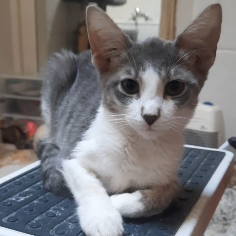 BOSSA NOVA - Chat à adopter - photo 4