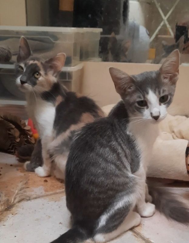 BOSSA NOVA - Chat à adopter - photo 3