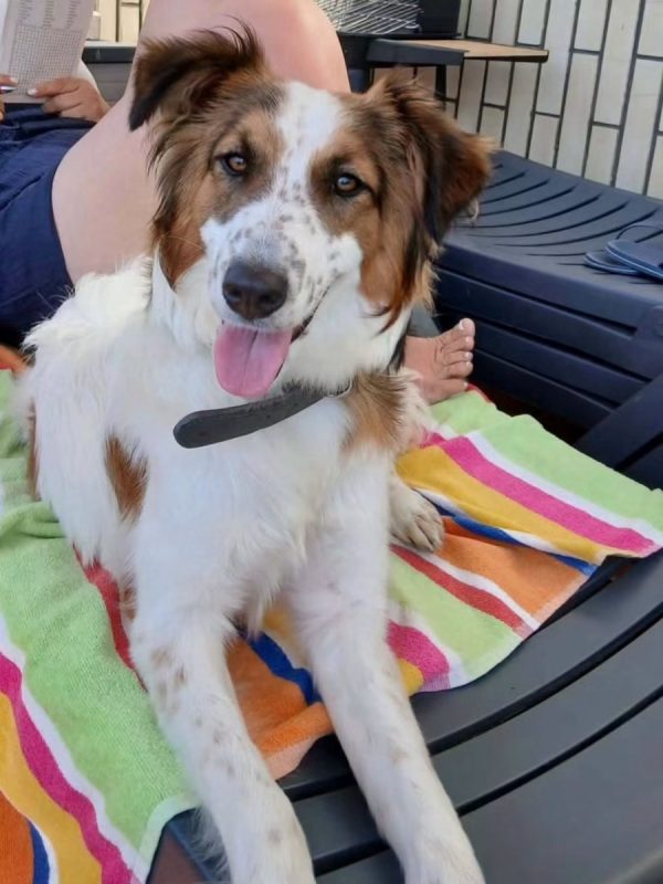 Mel - Chien à adopter - photo 2