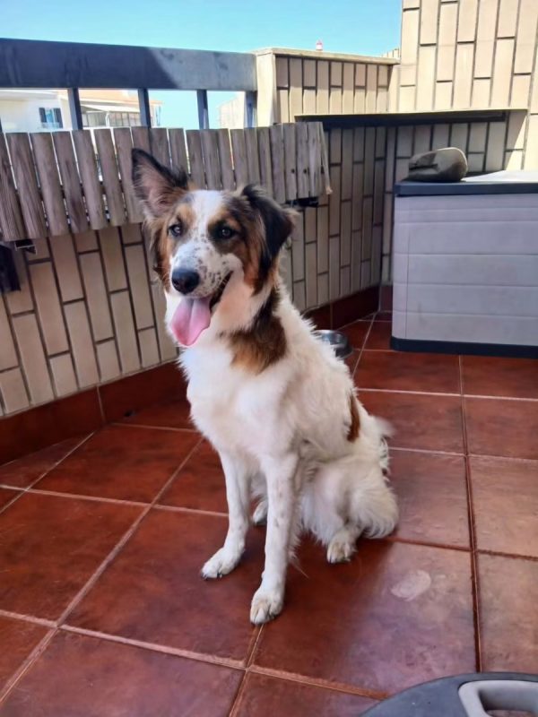Mel - Chien à adopter