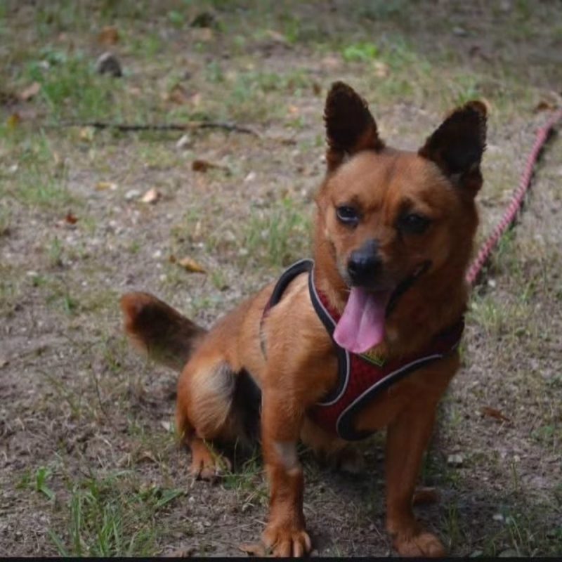 Mimi - Chien à adopter - photo 3