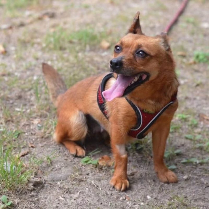 Mimi - Chien à adopter
