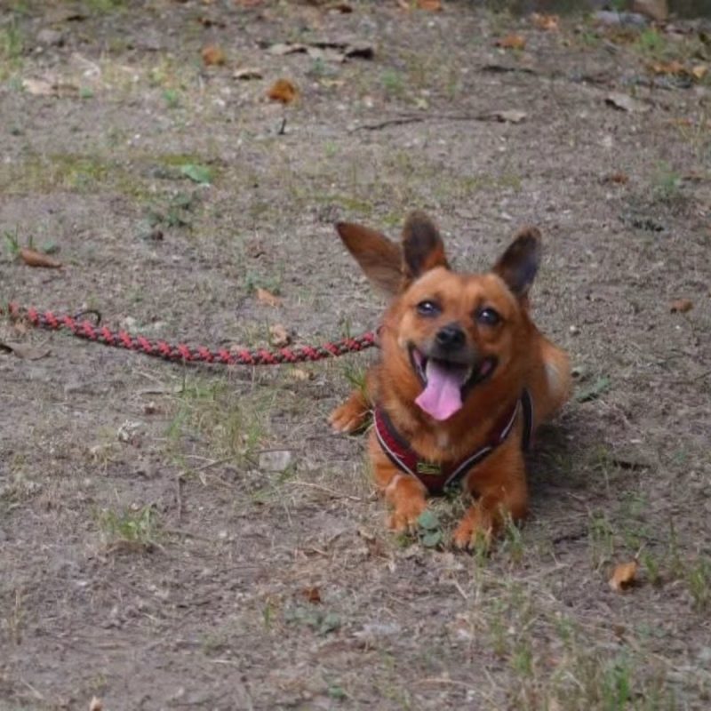 Mimi - Chien à adopter - photo 2