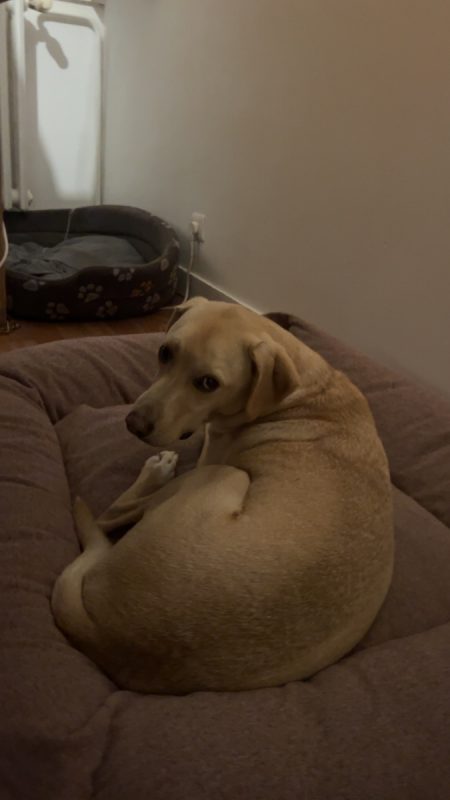 Niko - Chien à adopter