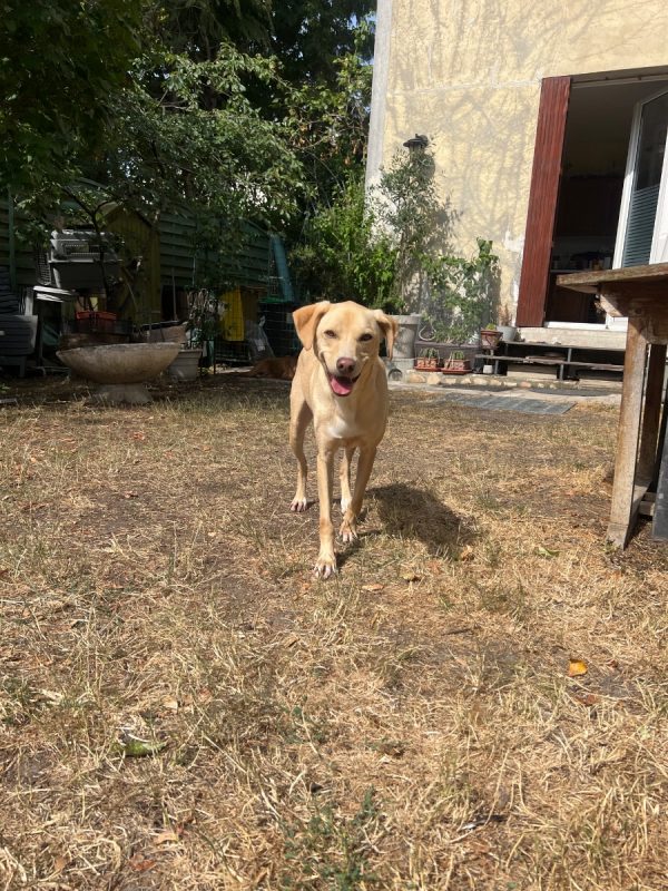 Niko - Chien à adopter - photo 3