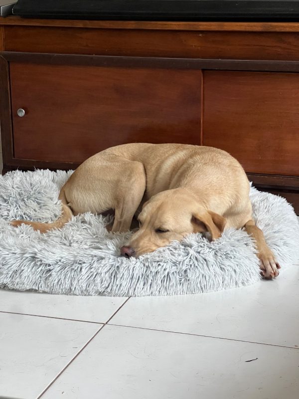 Niko - Chien à adopter - photo 2