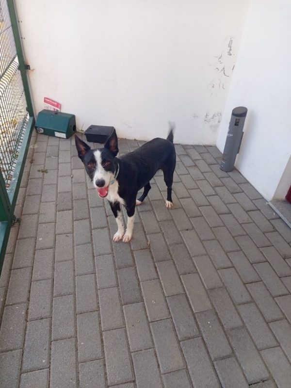 Xavier - Chien à adopter - photo 3