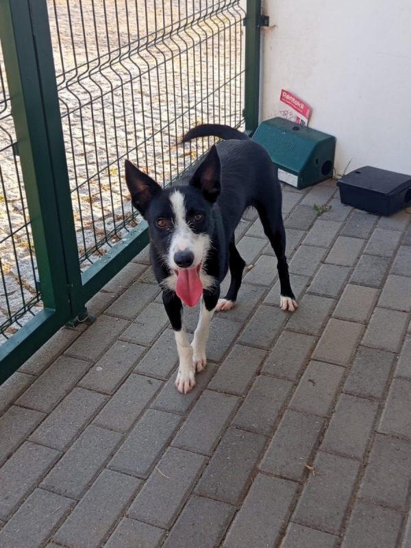 Xavier - Chien à adopter - photo 2