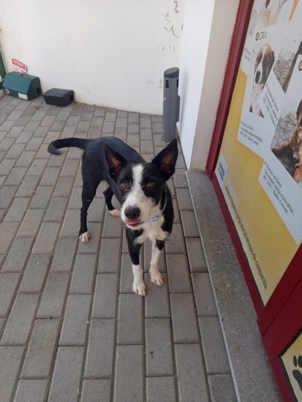 Xavier - Chien à adopter
