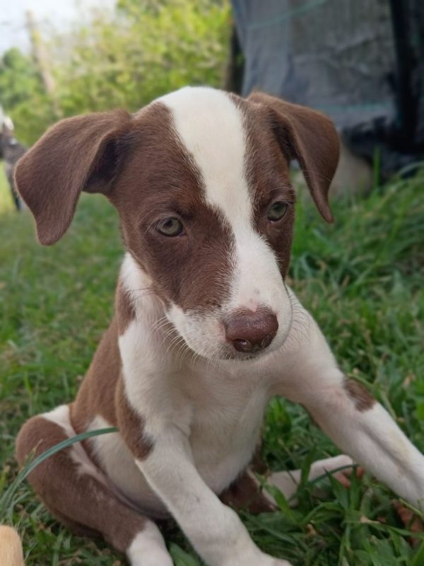 ASPEN - Chien à adopter - photo 3