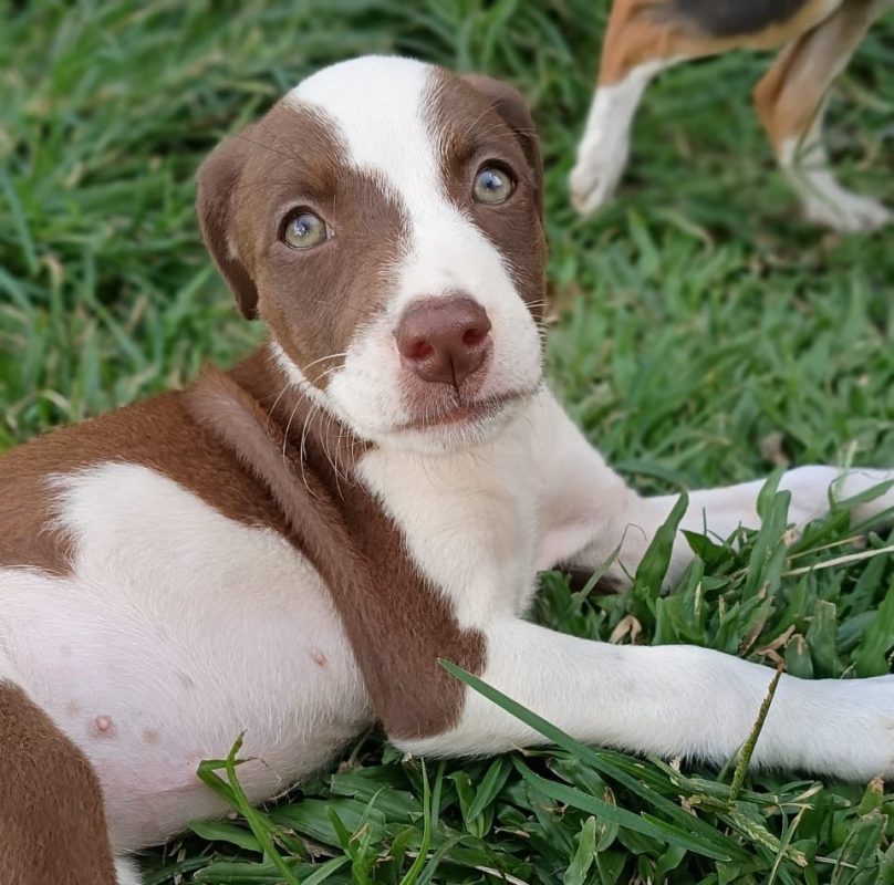 ASPEN - Chien à adopter - photo 7