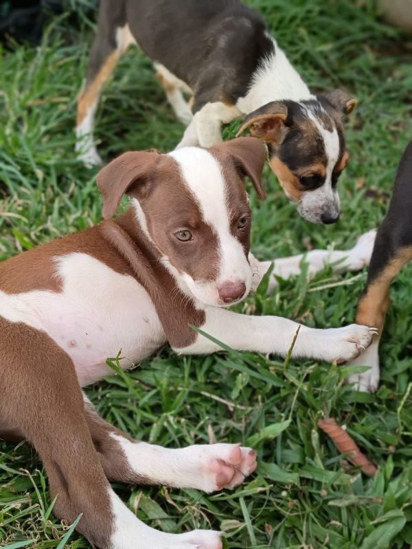 ASPEN - Chien à adopter - photo 2