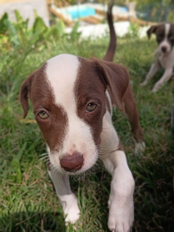 ASPEN - Chien à adopter - photo 5