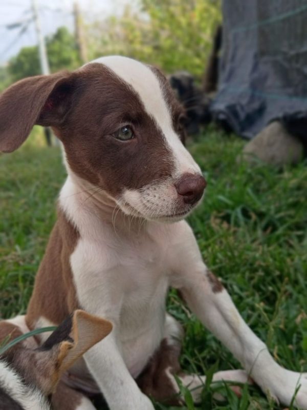 ASPEN - Chien à adopter - photo 6