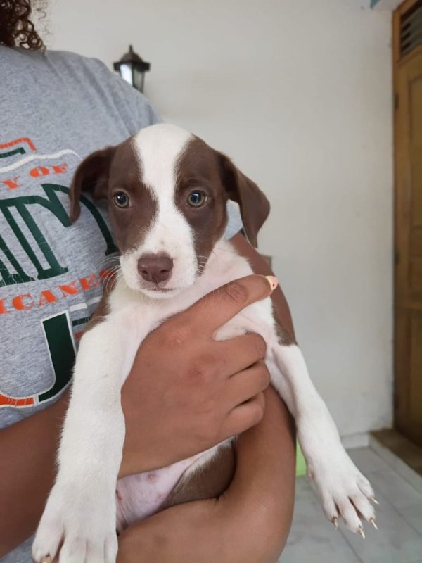 ASPEN - Chien à adopter