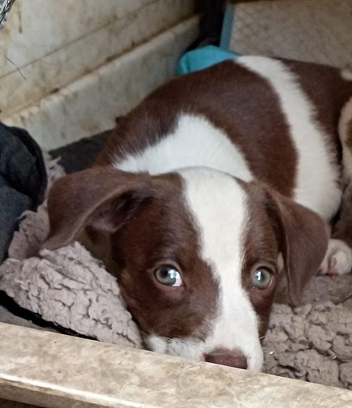 ASPEN - Chien à adopter - photo 4
