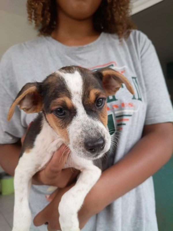 AURORA - Chien à adopter