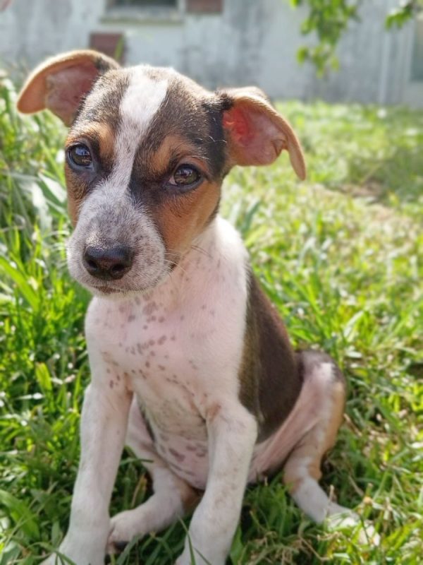 AURORA - Chien à adopter - photo 6