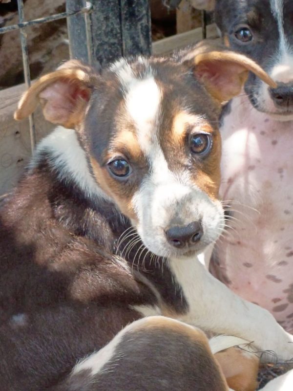 AURORA - Chien à adopter - photo 2