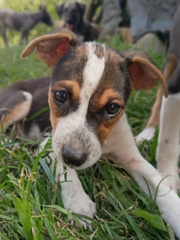 AURORA - Chien à adopter - photo 3