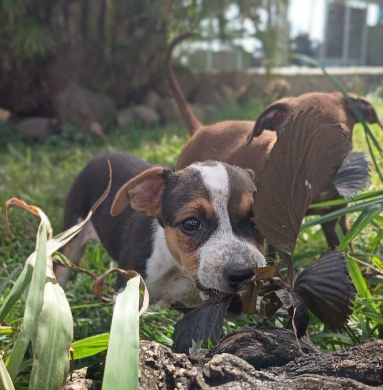 AURORA - Chien à adopter - photo 5