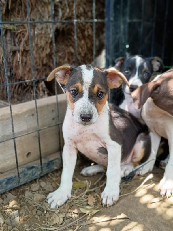 AURORA - Chien à adopter - photo 4